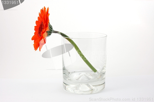 Image of isolated flower on white
