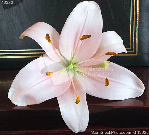 Image of soft pink lily