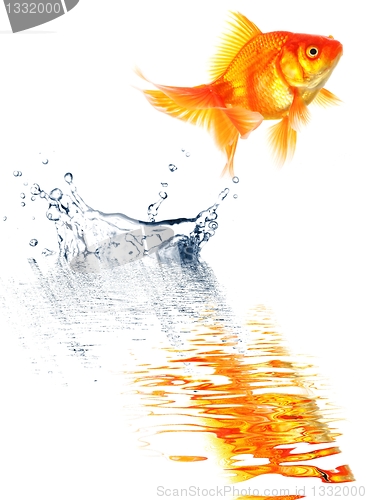 Image of goldfish