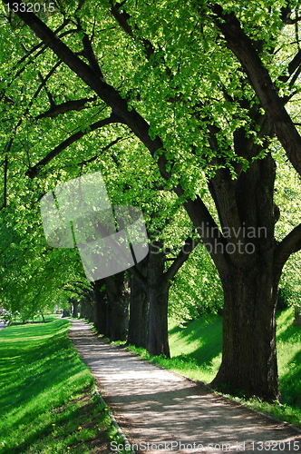 Image of summer tree alley