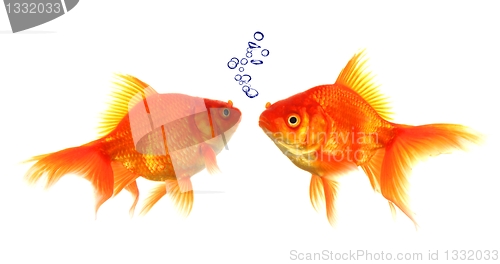 Image of goldfish