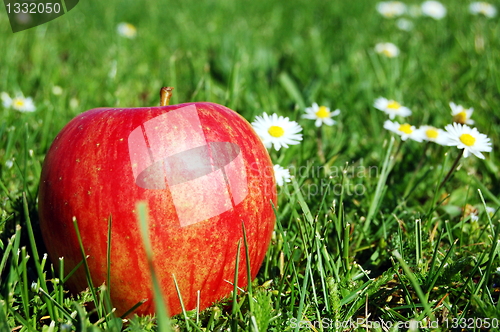 Image of apple