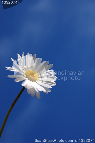 Image of daisy under blue spring sky