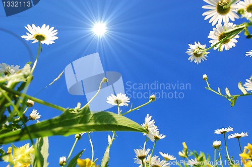 Image of daisy flower in summer with blue sky