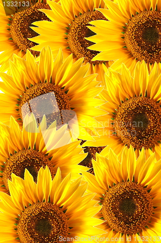 Image of sunflower