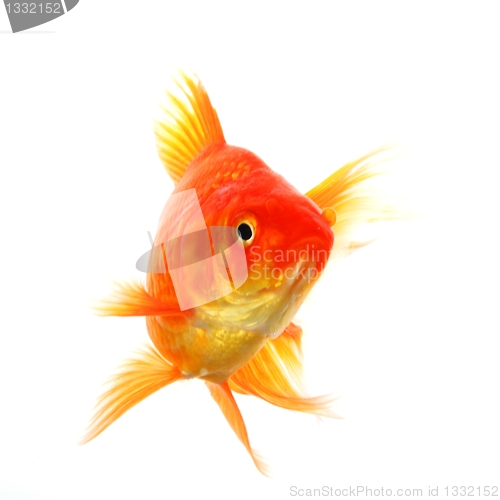 Image of goldfish