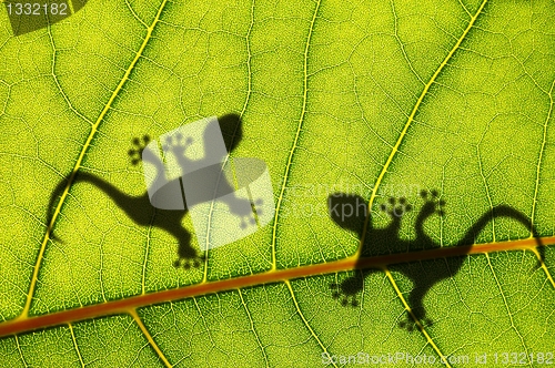 Image of green jungle leaf and gecko