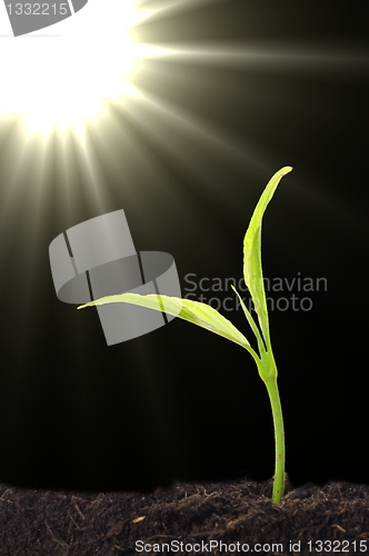 Image of small plant