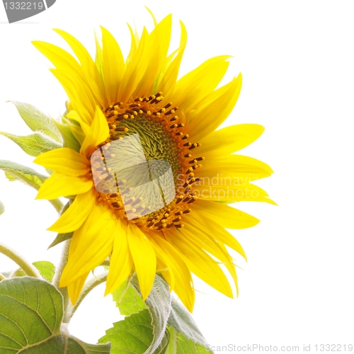 Image of sunflower