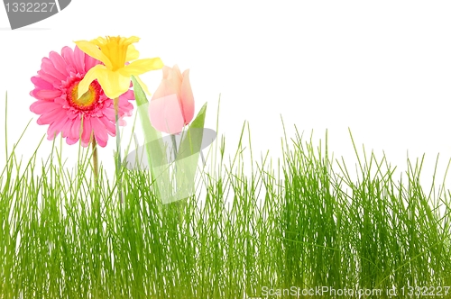 Image of flower and grass