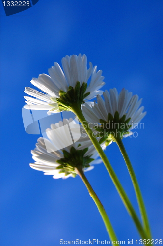 Image of daisy under blue sky