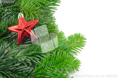 Image of green fir for christmas