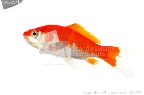 Image of goldfish