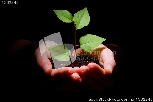 Image of hands soil and plant showing growth