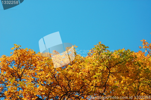 Image of forest and garden with golden leaves at fall