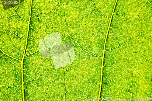 Image of structure and texture of green leaf
