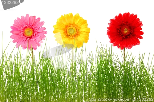 Image of flower and grass
