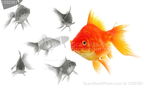 Image of individual goldfish