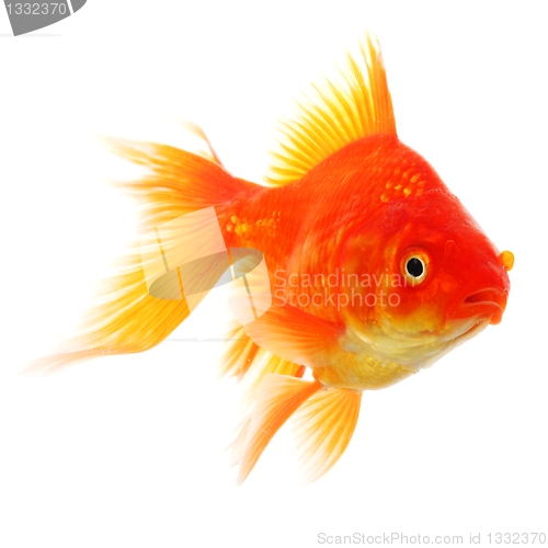 Image of goldfish