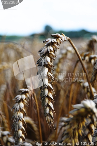 Image of wheat grain