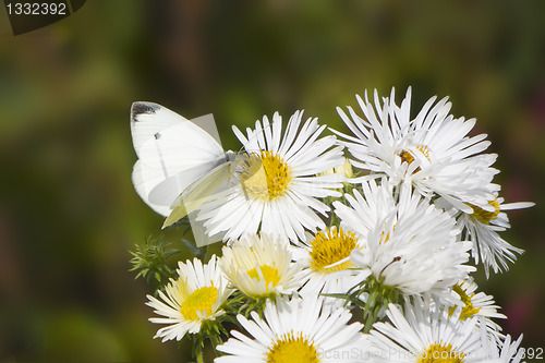 Image of butterfly