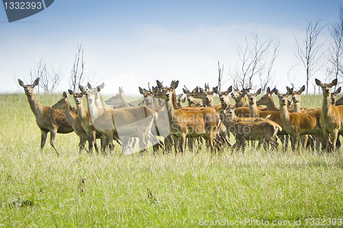 Image of wild deer