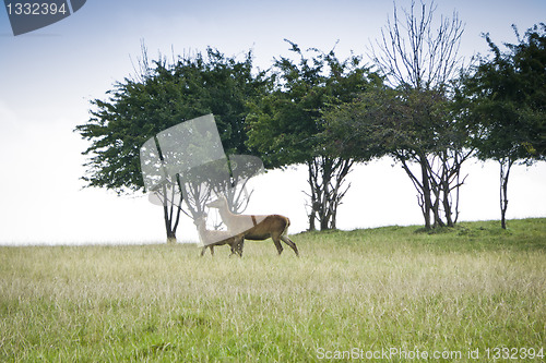 Image of red deer