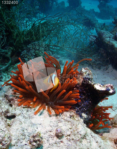 Image of Anemonefish in red anemone