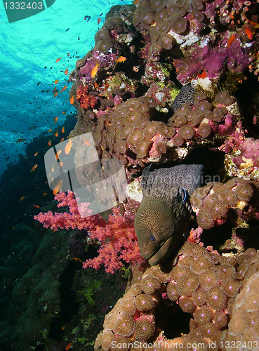 Image of Moray at reef wall