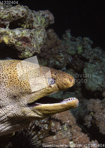 Image of Giant moray