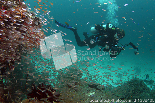 Image of Underwater photographer behind glassfishes