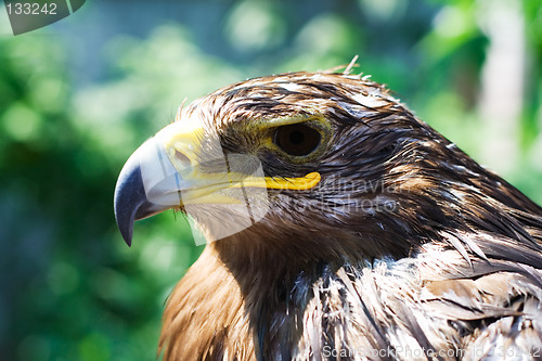 Image of Wet eagle