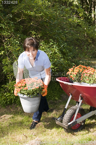 Image of female middle age senior gardener planting mums in yard