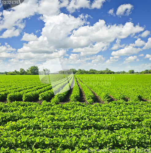 Image of Rows of soy plants in a field