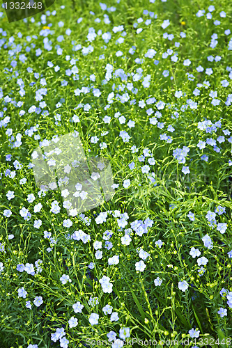 Image of Blooming flax background