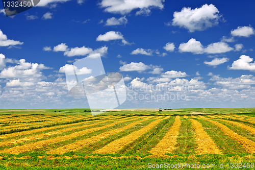 Image of Wheat farm field at harvest