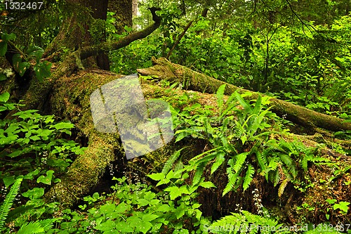 Image of Lush temperate rainforest