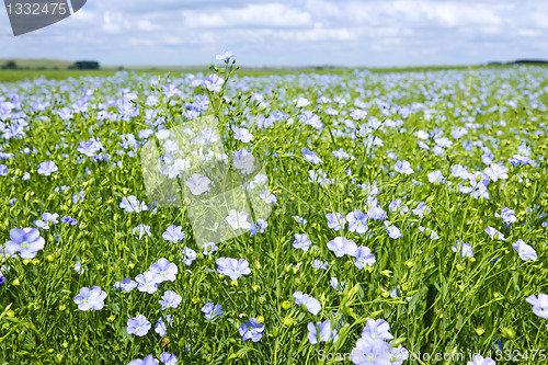 Image of Blooming flax field