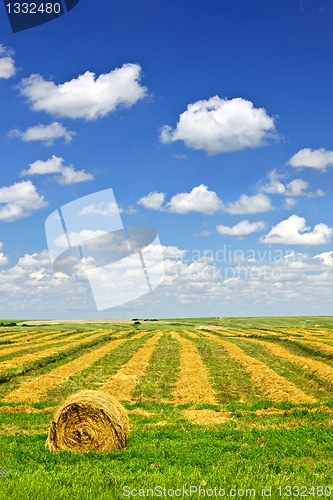 Image of Wheat farm field at harvest