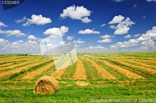 Image of Wheat farm field at harvest