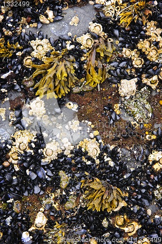 Image of Mussels and barnacles at low tide