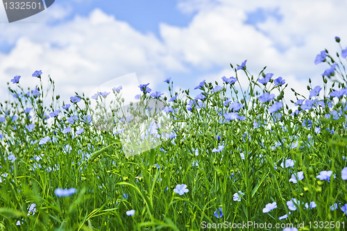 Image of Blooming flax field