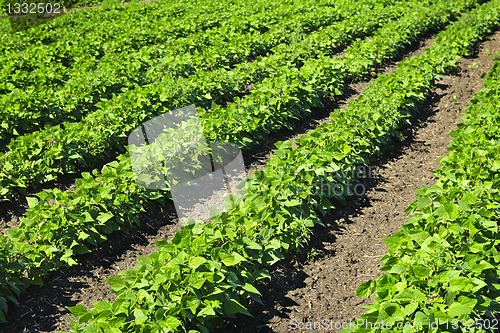 Image of Rows of soy plants in a field