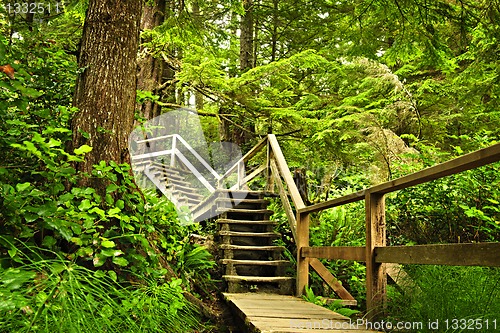 Image of Path in temperate rainforest