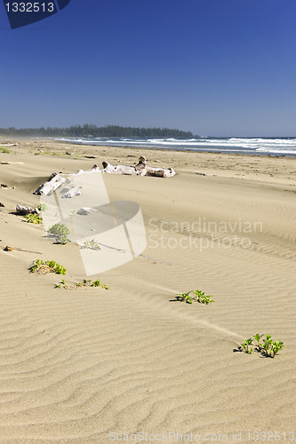 Image of Sandy beach on Pacific ocean in Canada