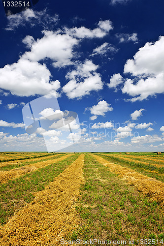 Image of Wheat farm field at harvest