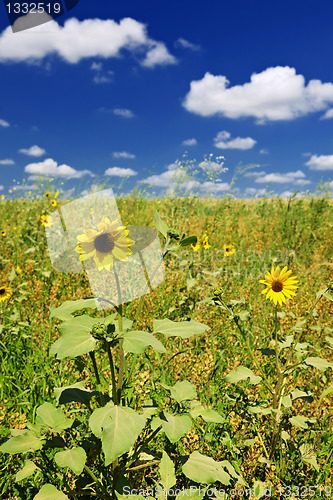 Image of Sunflowers in prairie