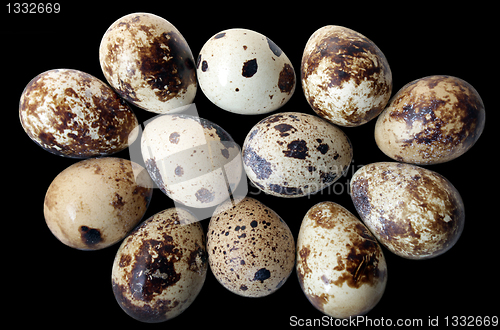 Image of Quail Eggs