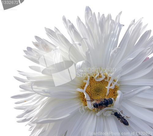 Image of Aster Flower