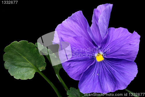 Image of Violet